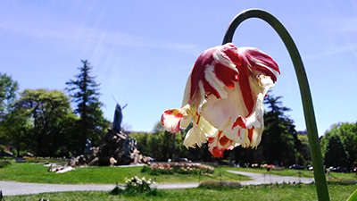 Drooping tulip in empty park with moses statue in background