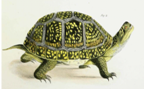 Blanding's Box Tortoise, an illustration from the NYS Museum publication 'Zoology of New-York.'