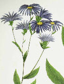color print of asters