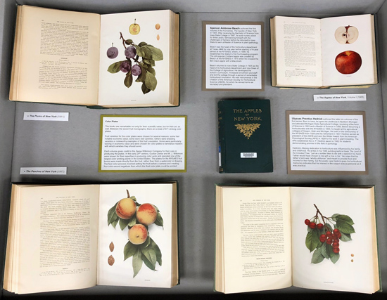 Display case 2, with illustrations of plums, apples, peaches and cherries