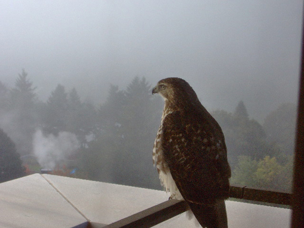 A red-tailed hawk perched on the Cultural Education Center