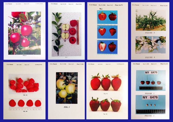 Eight images from fruit patents for apples, cherries, strawberries and raspberries.
