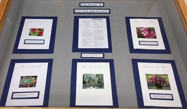 Right display case, with images of several varieties of petunias.