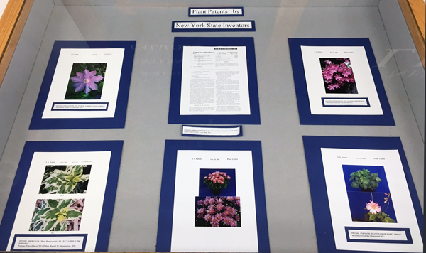 Left display case, with images from patents for clematis, anemone, chrysanthemum and honeysuckle.