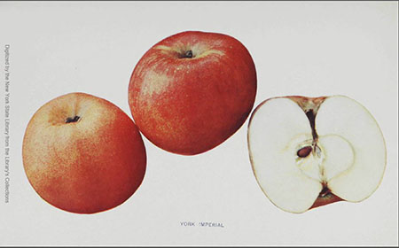 New York State fruit: Empire Apple