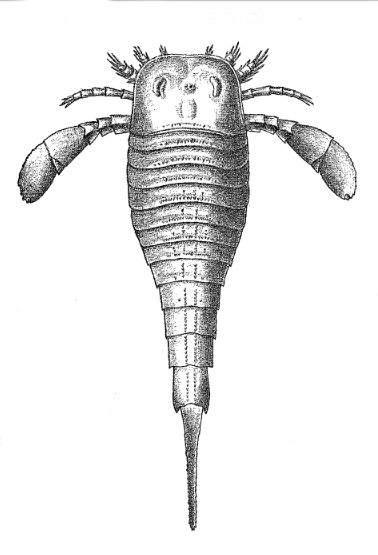 New York State Fossil: Eurypterus Remipes