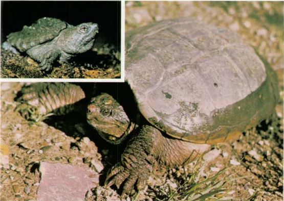 New York State Reptile- Snapping Turtle