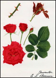 botanical drawing of a red rose, showing flower, leaves and thorns