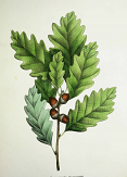 Chinquapin oak leaves and acorns, an illustration from A Flora of the State of New-York.