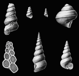 Drawing of shells from Museum Memoir 5, Guelph Fauna.